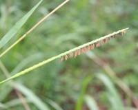 tripsacum dactyloides 2.jpg